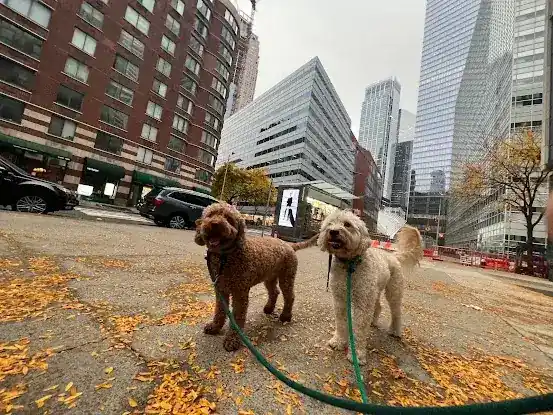 Seaport Pups NYC