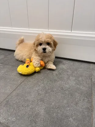 Select A Puppy, Inc.