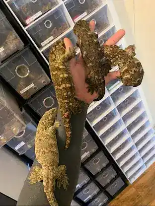 Self Trusted Reptiles
