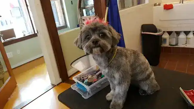 Shaggie Pets Grooming Salon