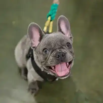 Shelby Semel Dog Training