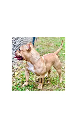 Signature Bully Kennels