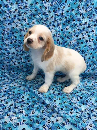 Silver Nickel Puppies at Troy's Trims and Treats