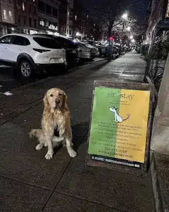 Sit and Stay Dog Training