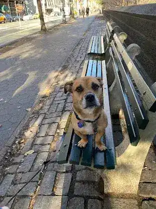 Sit. Stay. Stella.