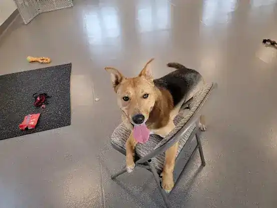 Sits & Wiggles Dog Training