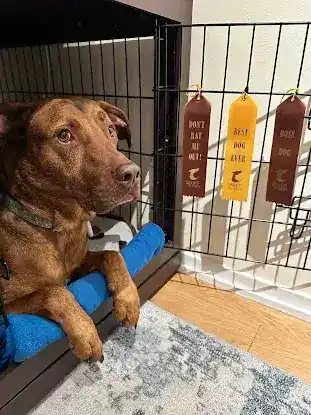 SNIFF 'N' SEEK