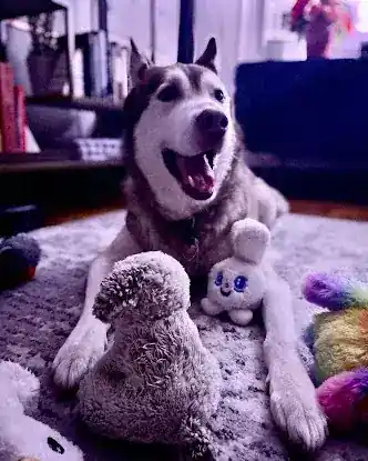 Soma's Pet Services, Inc