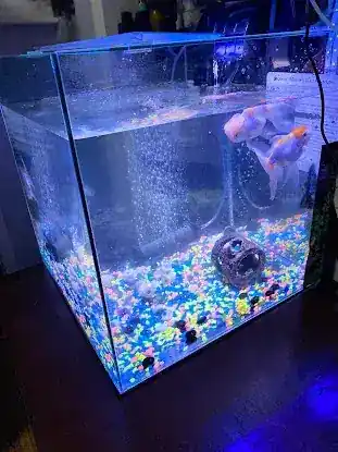 South River Aquarium