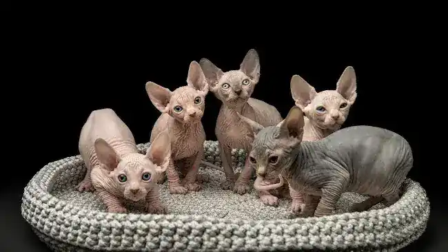 SPHYNX.NYC Cattery