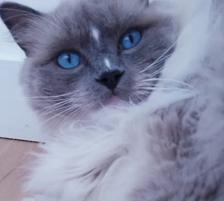 Spiffy Kitty House Call Cat Grooming