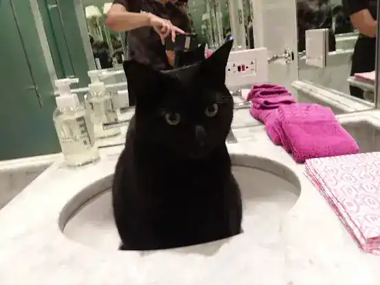 Spiffy Kitty House Call Cat Grooming