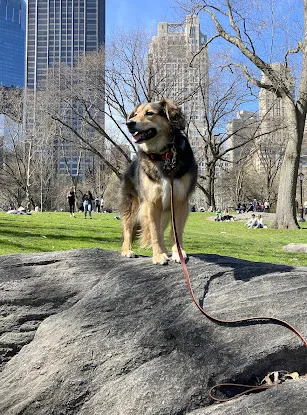 Spot-On K9 Training