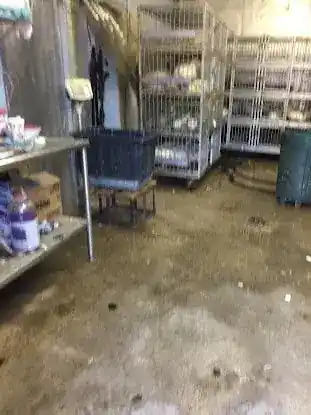 Springfield Halal Live Poultry