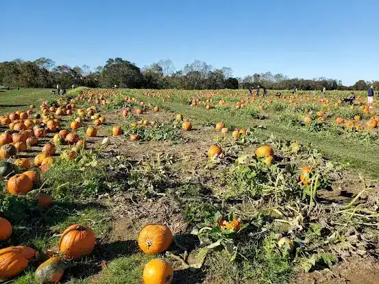 Stakey's Pumpkin Farm