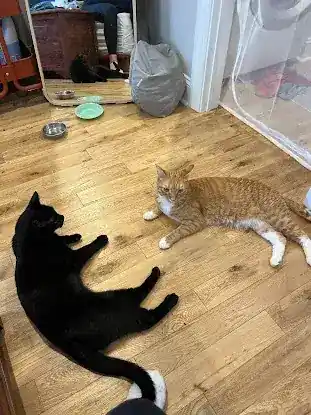 Stephen Quandt Feline Behavior Associates, LLC