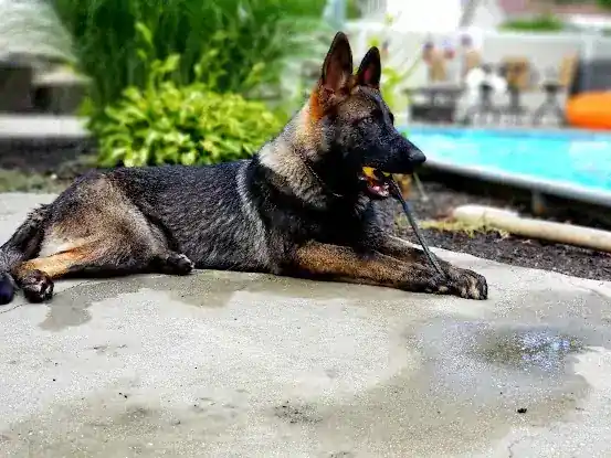 Stoverhaus German Shepherds