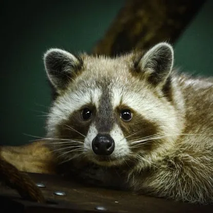 Strong City Wildlife Experts