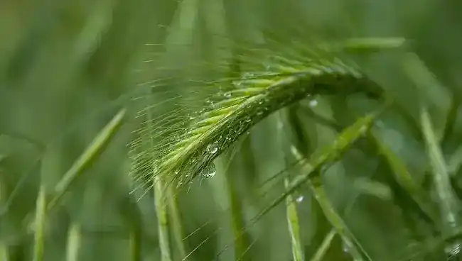 Sunshine Farms Inc.