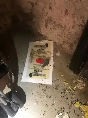 Superb Pest Control