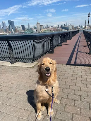 Supreme K9 Dog Training & Advocacy
