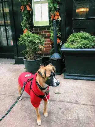 Swifto Dog Walking