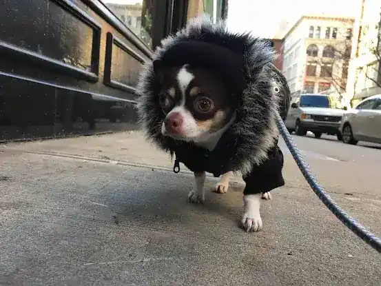 Swifto Dog Walking