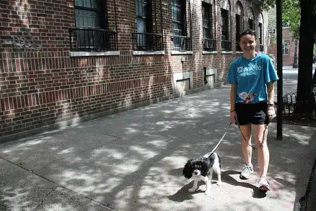 Swifto Dog Walking