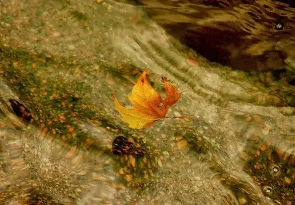 Swimming Dragon Acupuncture & Wellness