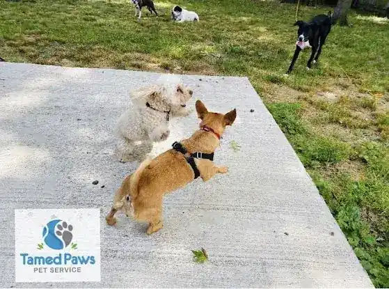 Tamed Paw's Dog Daycare and Boarding
