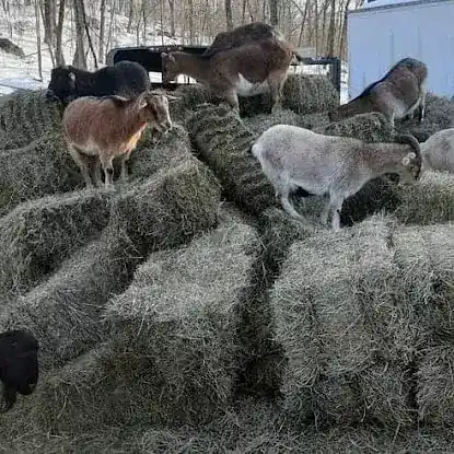 TevaLand Sanctuary Farm