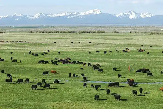 Tevya's Ranch