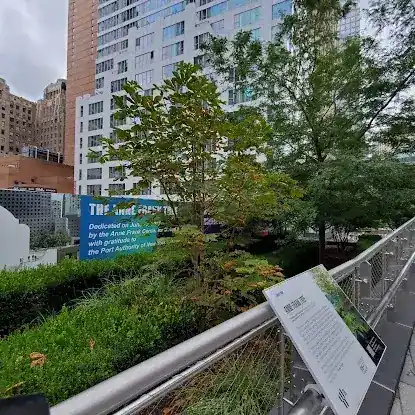 The Anne Frank Tree