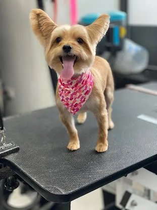 The Bark Shoppe