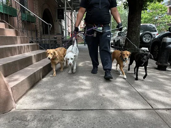 the barking meter
