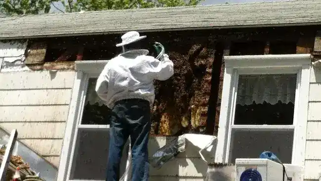 THE BEE SHEPHERDS BEE REMOVAL