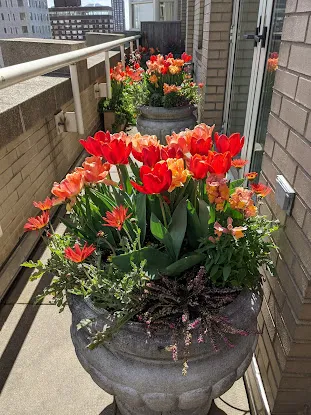 The Brownstone Gardener