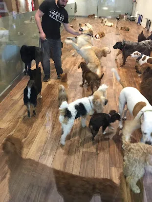 The Canine Corner
