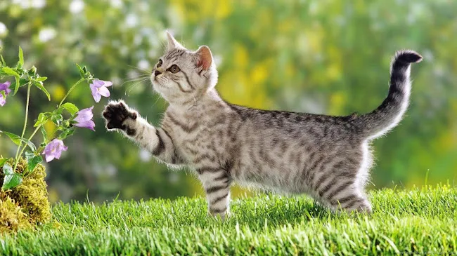 The Cat Practice