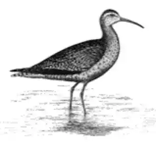 The Curlew Law Firm