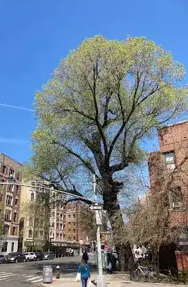 The Dinosaur Elm