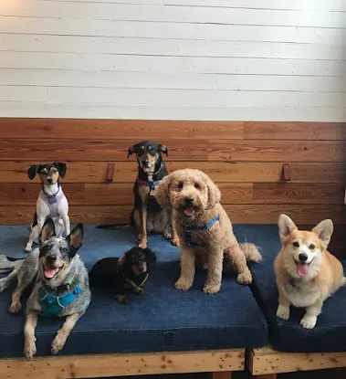 The Dog Institute of Williamsburg