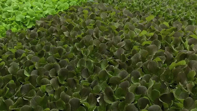 The Farm Project