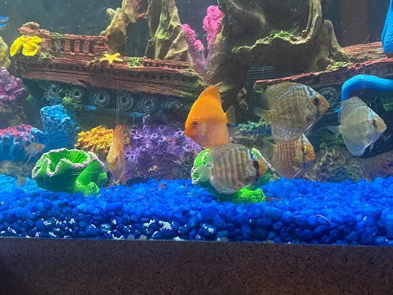 The iFISH Store