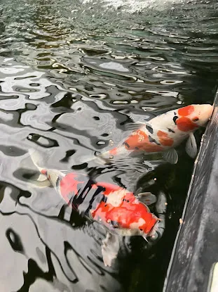 The Koi Story Fish Farm