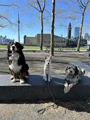 The Pawfect Dog