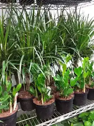 The Plant Store Inc.