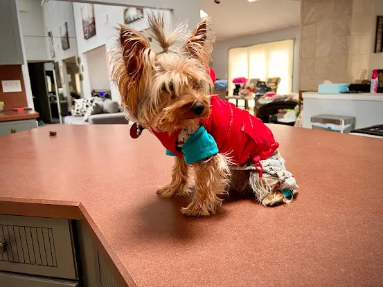 The Puppy Boutique