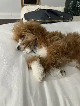 The Royal Dogs grooming