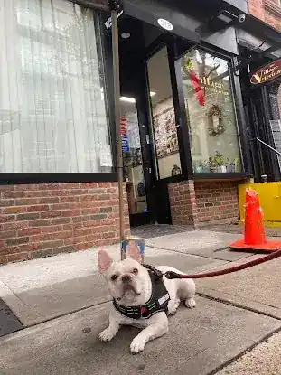The Village Veterinarian